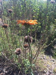 Leonotis ocymifolia