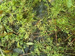 Helosciadium inundatum