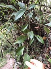 Ardisia cornudentata morrisonensis