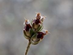 Plantago drummondii