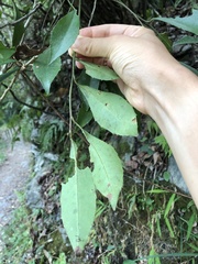 Ardisia cornudentata morrisonensis