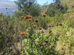 Leonotis ocymifolia