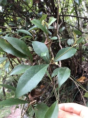 Ardisia cornudentata morrisonensis