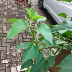 Fridericia