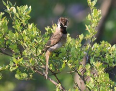 Pycnonotus leucogenys