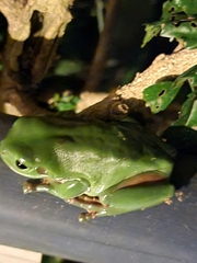 Ranoidea caerulea