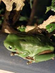 Ranoidea caerulea