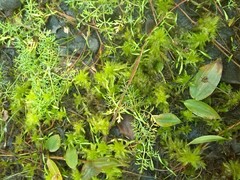 Sphagnum denticulatum