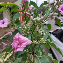 Fridericia