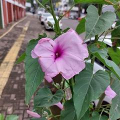 Fridericia