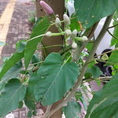 Fridericia