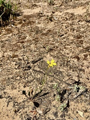 Goodenia fascicularis