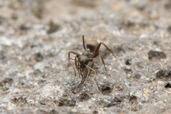 Formica fusca