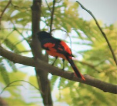 Pericrocotus speciosus