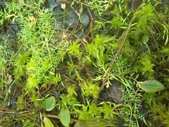 Sphagnum denticulatum