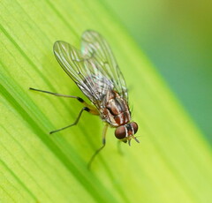 Helinomydaea fuscoflava
