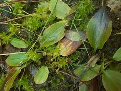 Potamogeton polygonifolius