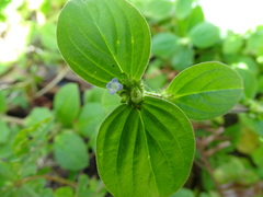 Spermacoce latifolia