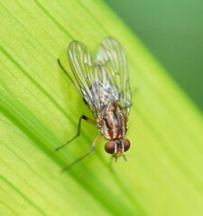 Helinomydaea fuscoflava