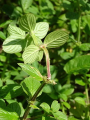 Spermacoce latifolia