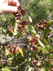 Paliurus spina-christi