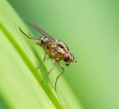 Helinomydaea fuscoflava