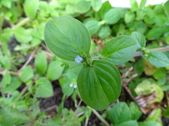 Spermacoce latifolia