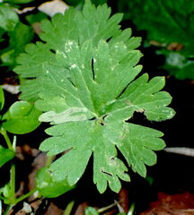 Agromyza nigrescens