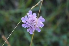 Knautia dipsacifolia dipsacifolia