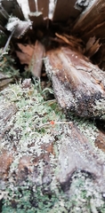 Cladonia macilenta
