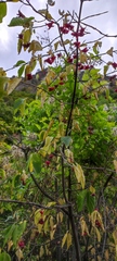 Euonymus latifolius