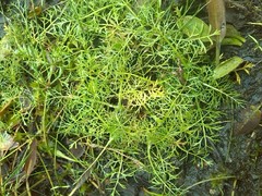 Helosciadium inundatum