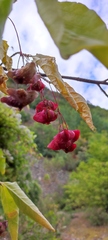 Euonymus latifolius