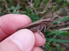 Chorthippus maritimus maritimus