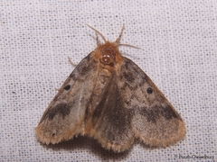 Euproctis antiphates