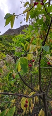 Euonymus latifolius