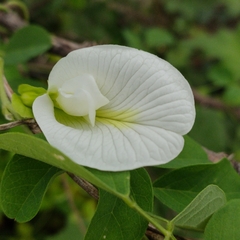 Clitoria ternatea albiflora