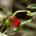 Grevillea montana - Photo (c) steph7109,  זכויות יוצרים חלקיות (CC BY-NC)