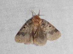 Euproctis antiphates