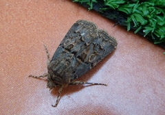 Agrotis lata