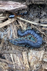 Scolopendra laeta