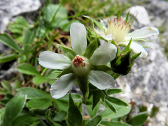 Potentilla caulescens
