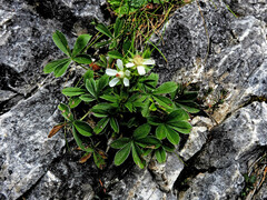 Potentilla caulescens