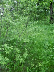 Salix aurita