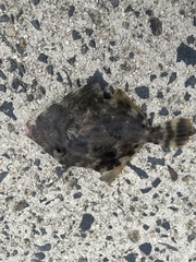 Stephanolepis cirrhifer