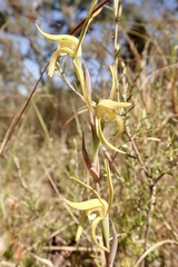 Lyperanthus suaveolens