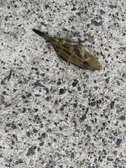 Thamnaconus modestus
