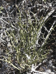 Crassula muscosa