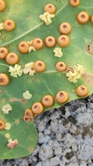 Neuroterus numismalis