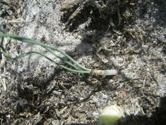 Gethyllis verticillata